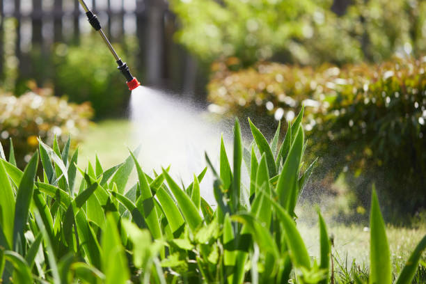 24/7 Emergency Ant Control experts in Bangor Base, WA
