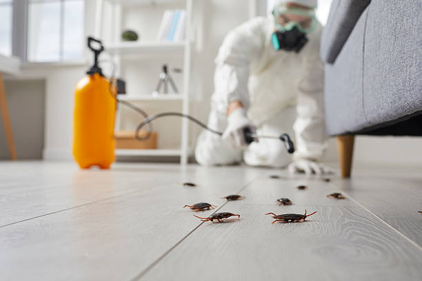 Trusted Rodent Control service in Bangor Base, WA - Nex Pest Control